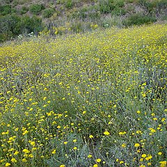 chaenactis glabriuscula
